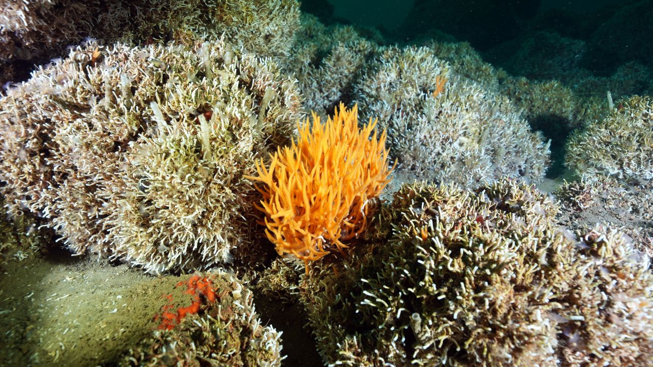 The high seas are home to unique species and ecosystems.