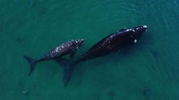 A southern right whale with its calf in the waters of the South Atlantic Ocean near Puerto Madryn, Chubut Province, Argentina.