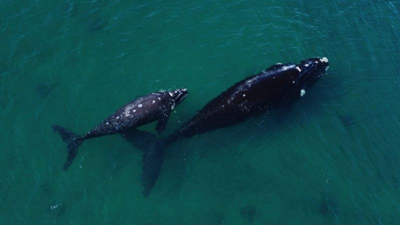 Countries agree historic oceans treaty to protect the high seas | CNN