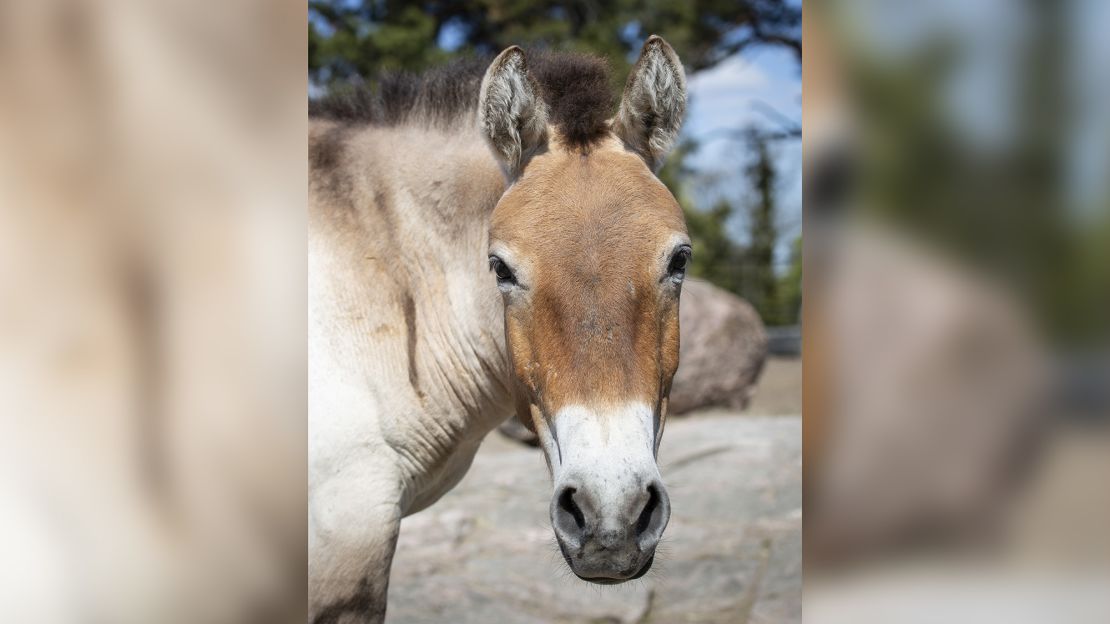 Przewalski's horses, like the one pictured here, are thought to be closest in size and appearance to those ridden by the Yamnaya people. 
 