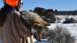 A sedated Mexican wolf is carried from a helicopter to a team of staff who will conduct a health check and attach a collar to the wolf before releasing it back into the wild. Thanks to conservation efforts and a robust reintroduction program, the Mexican wolf population has surpassed 200 for the first time in decades.