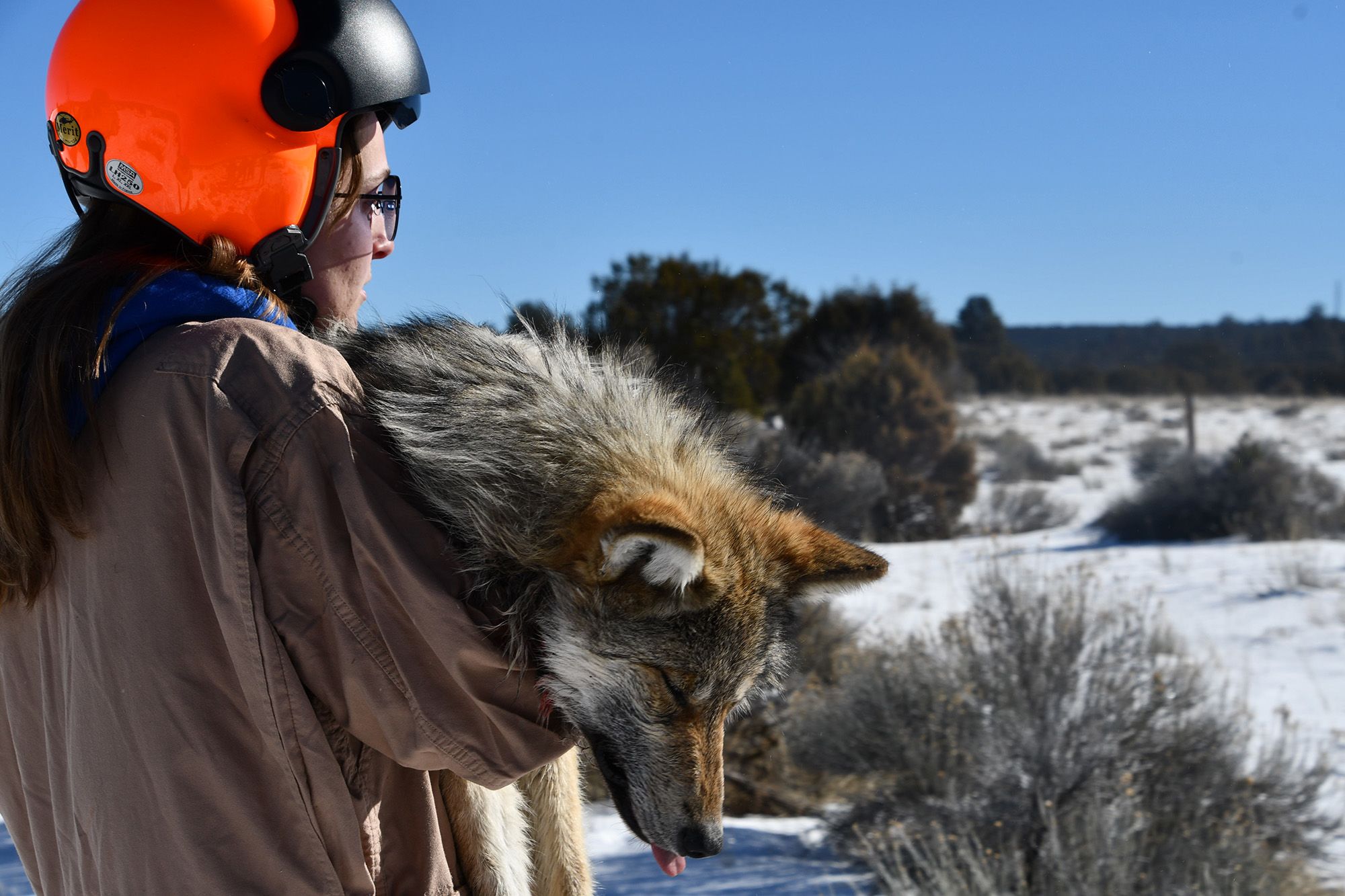 mexican grey wolf habitat