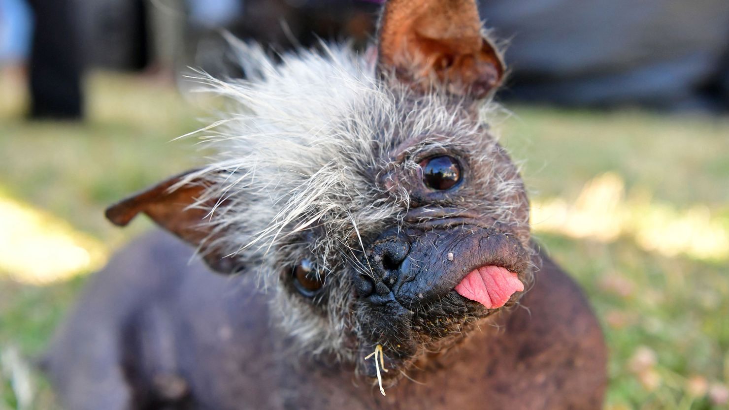 Mr. Happy Face, the 2022 winner of the World's Ugliest Dog Competition, looks towards the camera. The contest is currently soliciting entries for its 2023 showdown. 
