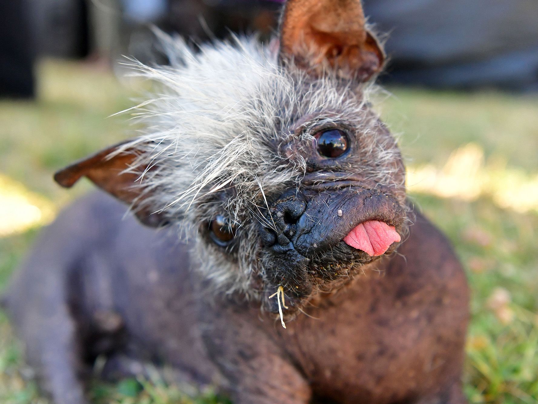 World\'s ugliest dog competition is officially accepting entries | CNN