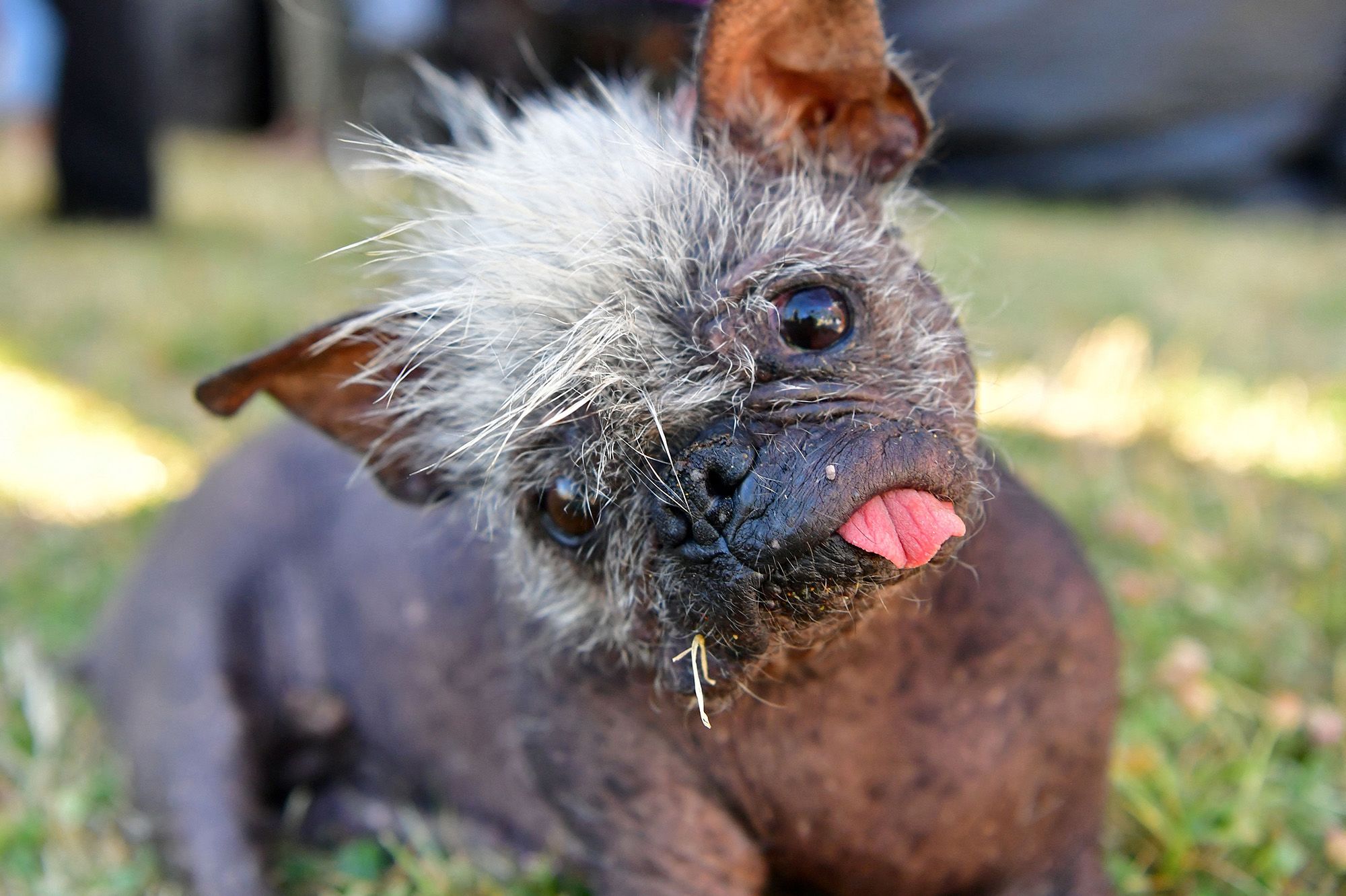 World's ugliest dog competition is officially accepting entries | CNN