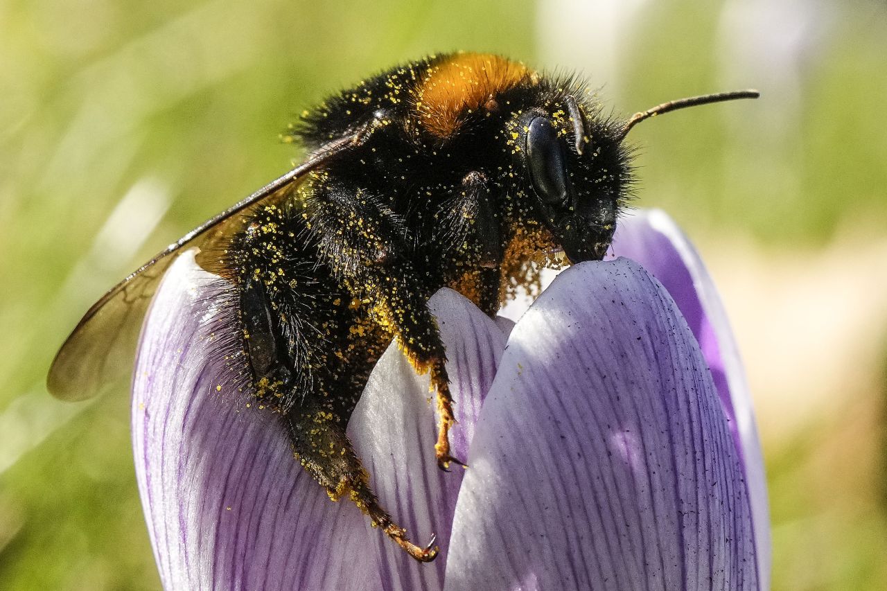 A pollen-covered bumblebee stands on a crocus in Gelsenkirchen, Germany, on Wednesday, March 1.