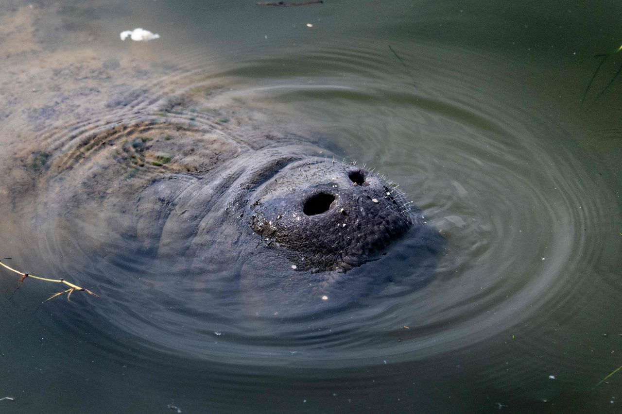 A manatee comes up for a breath of air at Bairs Cove at Merritt Island National Wildlife Refuge in Titusville, Florida, on Saturday, February 25.