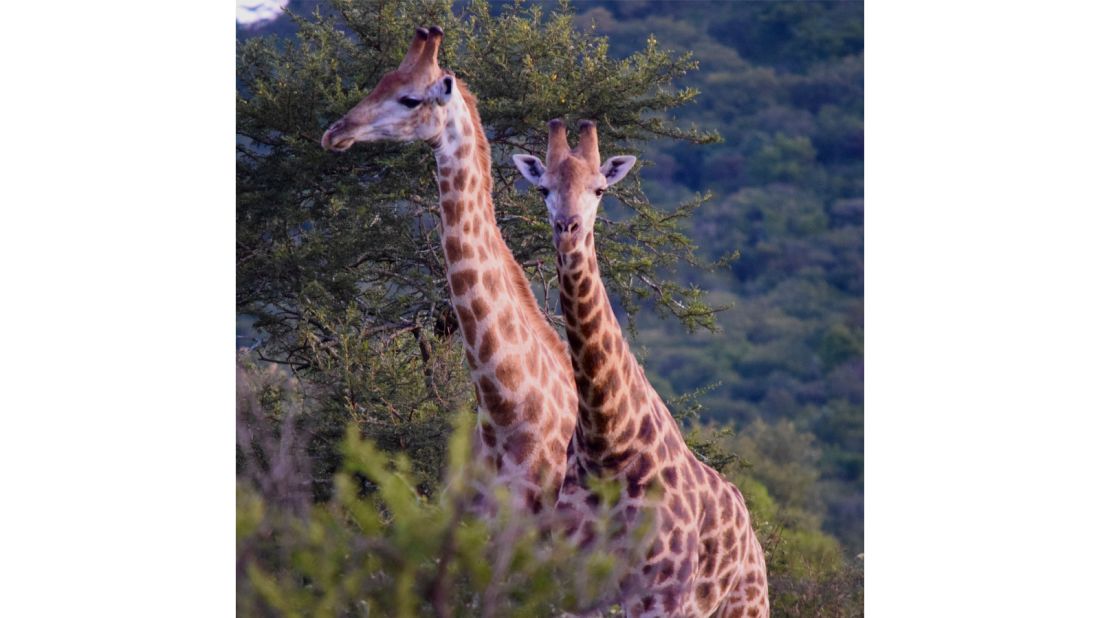 <strong>Babanango giraffes: </strong>Wildlife was relocated from other reserves around southern Africa. 