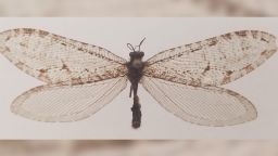 Polystoechotes punctata, otherwise known as giant lacewing, belongs to a family of insects that predates the dinosaurs. After vanishing in the 1950s, one specimen has been rediscovered in Fayetteville, Arkansas. 