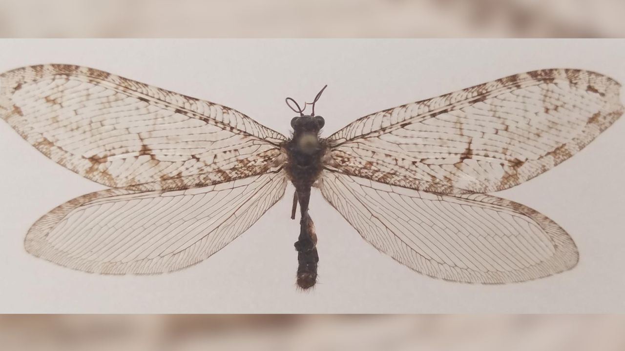 The giant lacewing, or Polystoechotes punctata, belongs to a family of insects that predates the dinosaurs. After vanishing in the 1950s, one specimen has been rediscovered in Fayetteville, Arkansas. 