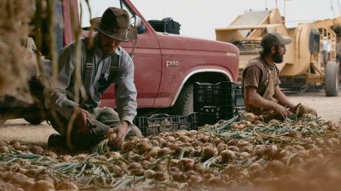 Workers at Casad Family Farms harvest organic onions.