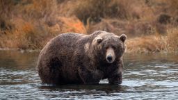 Brown bears fishing for salmon at Brooks Falls on September 16, 2018 in Katmai National Park, Alaska. (Photo by Ronald C. Modra/Getty Images)