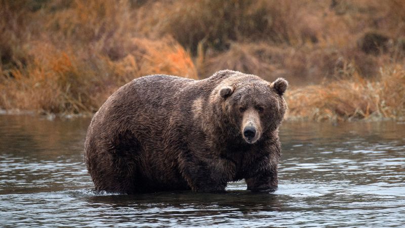 Do not ‘push a slower friend down’ if you encounter a bear, National Park Service warns | CNN