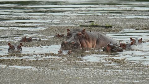 Pablo Escobar originally imported three female hippos and one male.