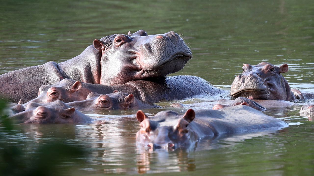 Hippos float in the lake at Hacienda Napoles Park, once the private estate of drug kingpin Pablo Escobar.