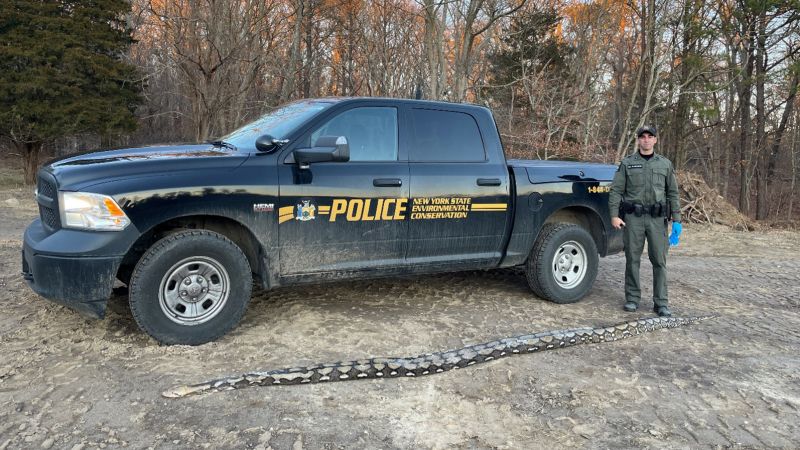 New York authorities discover 14-foot reticulated python on the side of the road | CNN