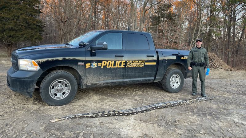 NextImg:New York authorities discover 14-foot reticulated python on the side of the road | CNN