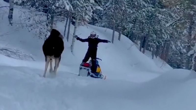 Video captures moose charging man on snowmobile | CNN