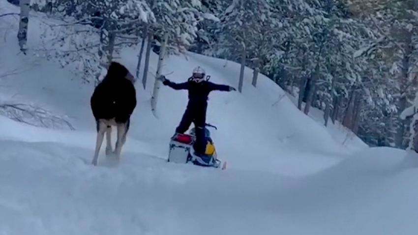 Moose Encounter