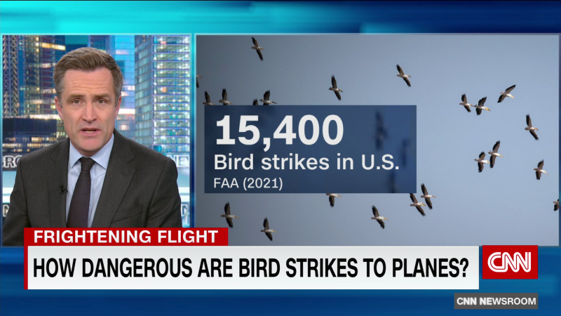 How dangerous are bird strikes to planes? | CNN
