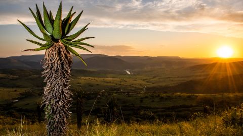 An aloe marlothii stands silhoutted against the sunset , Babanango Game Reserve, KwaZulu Natal, South Africa