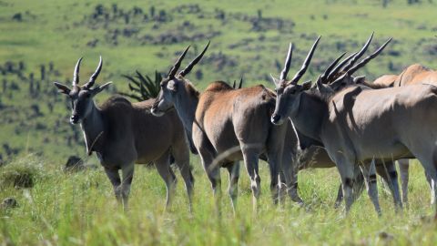 A herd of eland inside the Babanango Game Reserve. 