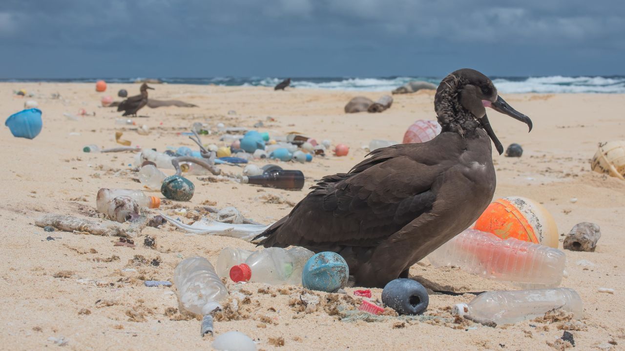 A bird is surrounded by ocean plastic on the Northwestern Hawaiian Islands.