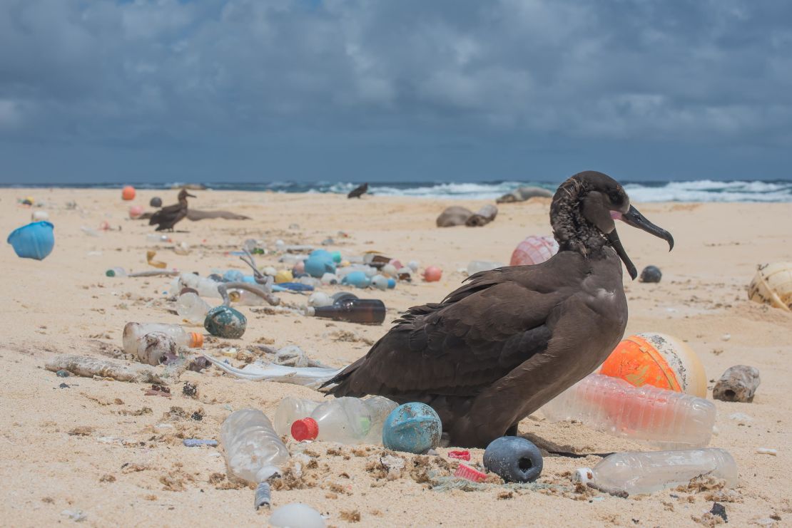 A bird is surrounded by ocean plastic on the Northwestern Hawaiian Islands.