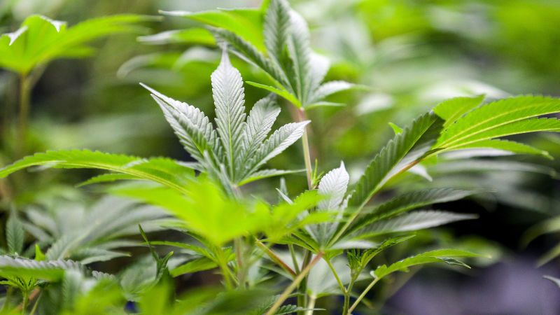 NextImg:Marijuana legalization is on the ballot in Oklahoma on Tuesday: Here's what to know | CNN Politics