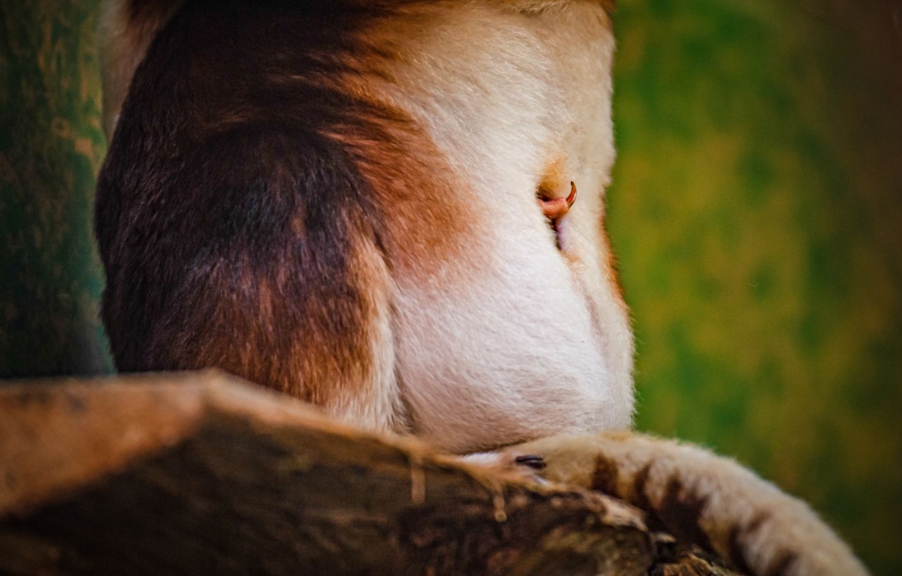 The young joey's claw can be seen poking out of its mother's pouch.