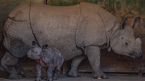 In 2022, Chester Zoo welcomed the birth of a greater one-horned rhino calf -- a species which is threatened with extinction in the wild.