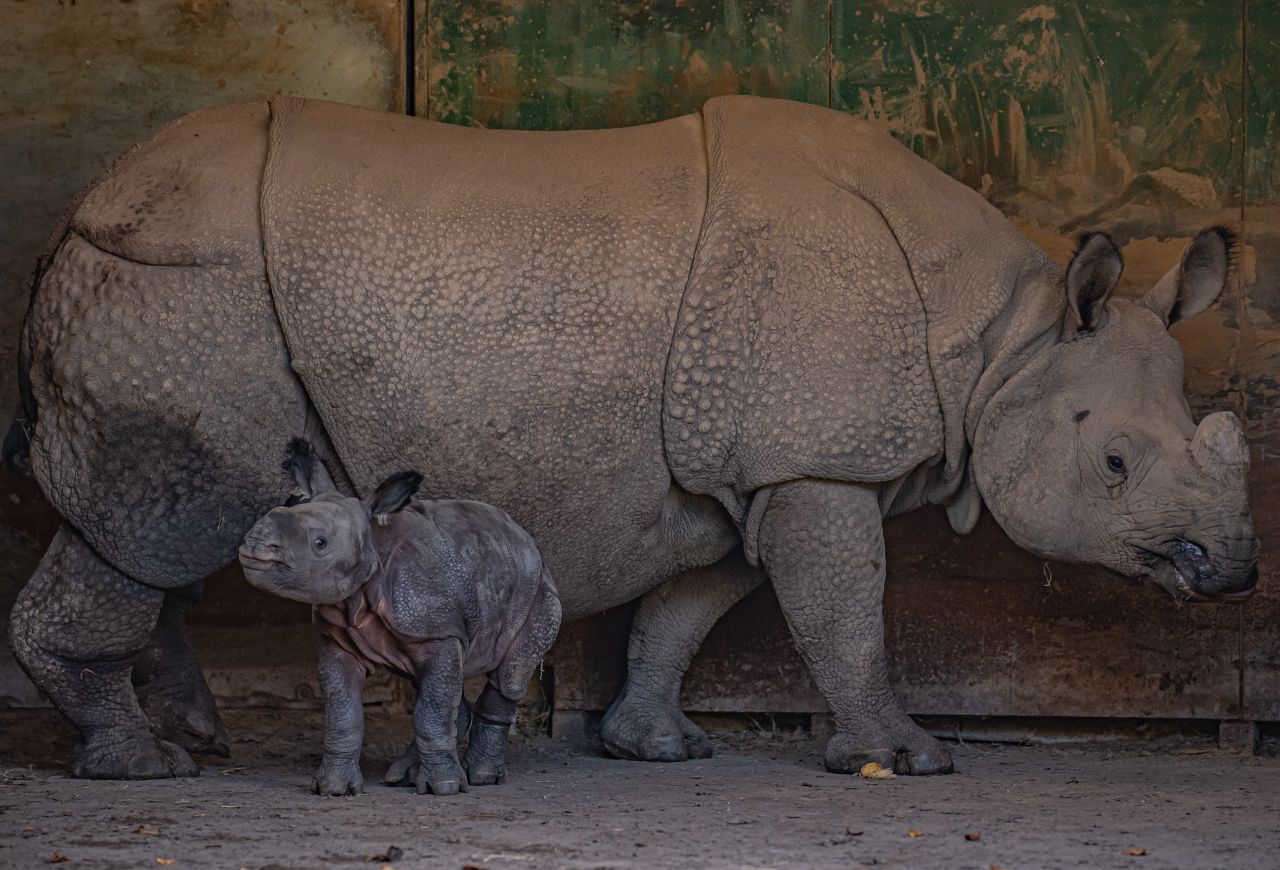 In 2022, Chester Zoo welcomed the birth of a greater one-horned rhino calf -- a species which is threatened with extinction in the wild.