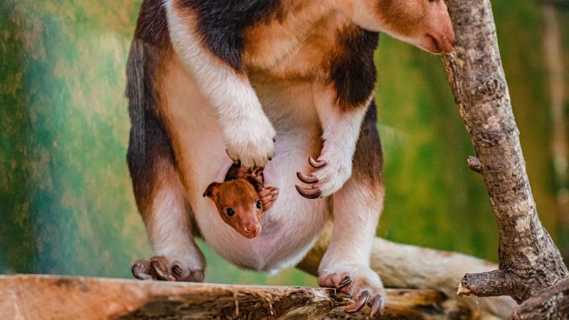 NextImg:This zoo is breeding hope for endangered species | CNN