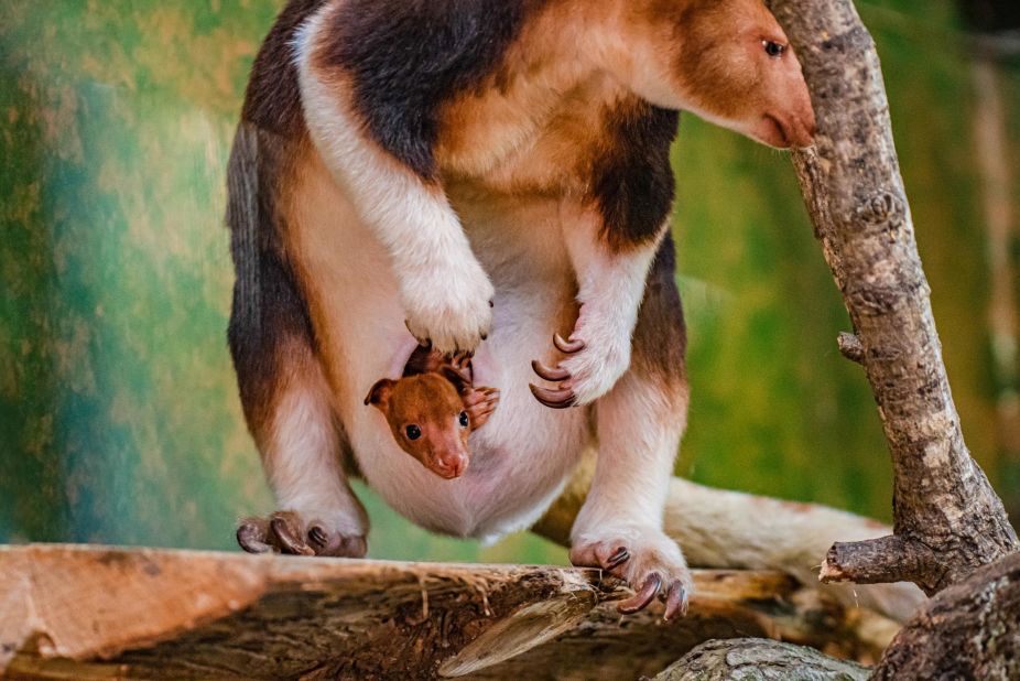 Chester Zoo in the UK has welcomed a baby boom of rare species in the last year. In July 2022, the birth of a baby tree kangaroo brought hope for the endangered species, which is threatened by habitat loss and hunting in the wild. In a complex and peculiar birthing process, the joey arrives undeveloped and embryo-like, before crawling up towards the mother's pouch using a channel she has licked out for it. At six months old, it finally popped its head out and said hello to the world. 