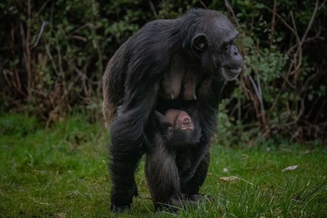 In January 2023, after an eight-month pregnancy, a western chimpanzee named ZeeZee gave birth to a tiny baby boy. The critically endangered species is found from Senegal to Ghana in West Africa, but has gone extinct in Benin, Burkina Faso and Togo. The zoo hopes the newborn could give "<a href="index.php?page=&url=https%3A%2F%2Fedition.cnn.com%2F2023%2F01%2F15%2Fworld%2Fwestern-chimpanzee-birth-scn-trnd%2Findex.html" target="_blank">a small but vital boost</a>" to the global population. 