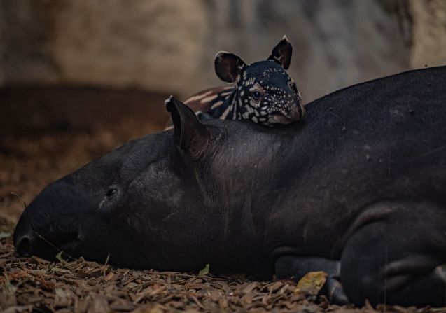Nessa, a Malayan tapir calf born in November 2022, rests its head on its sleepy mother. The species, native to Southeast Asia, is <a href="index.php?page=&url=https%3A%2F%2Fwww.iucnredlist.org%2Fspecies%2F21472%2F45173636%23threats" target="_blank" target="_blank">endangered</a> due to deforestation and hunting. Chester Zoo says the recent birth will help to ensure a safety net population of Malayan tapirs, guarding them from extinction. 