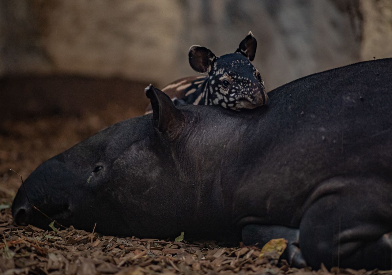 Nessa, a Malayan tapir calf born in November 2022, rests its head on its sleepy mother. The species, native to Southeast Asia, is <a href="https://www.iucnredlist.org/species/21472/45173636#threats" target="_blank" target="_blank">endangered</a> due to deforestation and hunting. Chester Zoo says the recent birth will help to ensure a safety net population of Malayan tapirs, guarding them from extinction. 