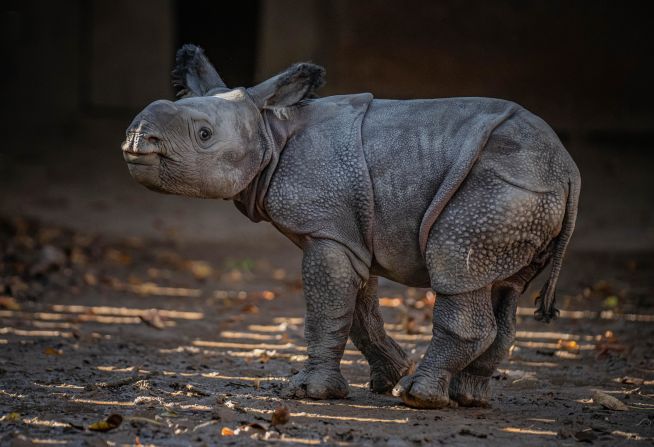 Last year, a female greater one-horned rhino (also known as the Indian rhino) calf was born at Chester Zoo weighing in at 50 kilograms (110 pounds). She'll grow to around 1.7 metric tons. The species, populations of which can be found in India and Nepal, is vulnerable to extinction, although thanks to conservation efforts and protected areas it has recovered from very low numbers in the 1900s. 