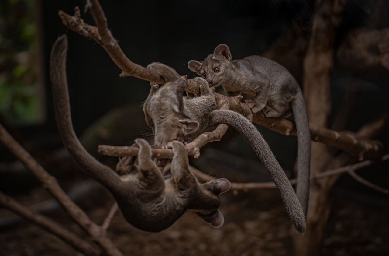 Another breeding success, seven-month-old fossa triplets can be found playing in the Madagascar enclosure of Chester Zoo. Fossas are the top predator in their wild habitat but are highly threatened as a result of habitat loss. 