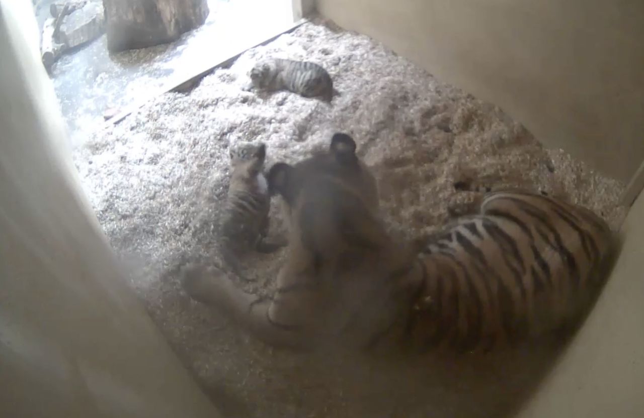 The zoo's latest arrival is a pair of Sumatran tiger cubs, born in January 2023. CCTV cameras inside the mother's den captured a first glimpse of the twins, before they mustered the courage to venture outside. The subspecies of tiger, found on the island of Sumatra in Indonesia, is critically endangered, with less than 600 adult individuals estimated to remain, according to the IUCN.