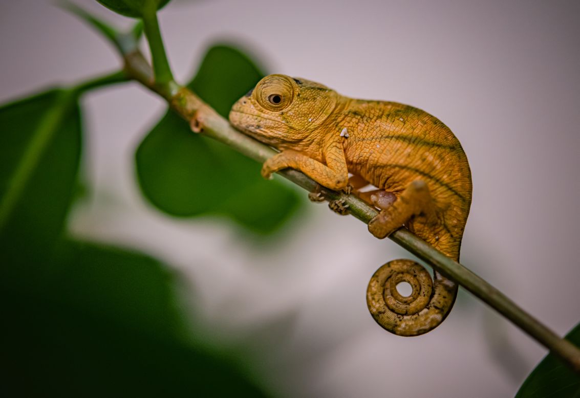 Chester Zoo's conservation breeding program is not limited to mammals. A number of efforts to breed reptiles and amphibians are underway. In October 2022, the zoo welcomed 10 extremely rare Parson's chameleons, measuring 2 centimeters long and weighing just 1.5 grams. Deforestation has severely fragmented the species' habitat in Madagascar, leading to widespread <a href="https://www.iucnredlist.org/species/172896/6937628#population" target="_blank" target="_blank">population decline</a>.
