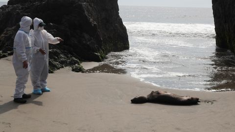 Ulusal Orman ve Yabani Fauna Servisi (SERFOR) personeli, Peru'da artan kuş gribi vakalarının ortasında bir deniz aslanını kontrol ediyor, 22 Şubat 2023