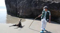 A personnel from the National Forest and Wild Fauna Service (SERFOR) checks on a sea lion, amidst rising cases of bird flu infections, on Chepeconde beach, in Lima, Peru, February 22, 2023.