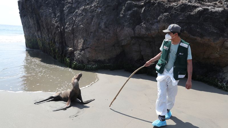 Explosion of sea lion deaths in Peru amid deadly bird flu outbreak | CNN