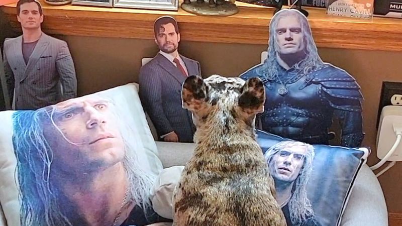 NextImg:Video: French bulldog's crush on 'Superman' actor goes viral | CNN