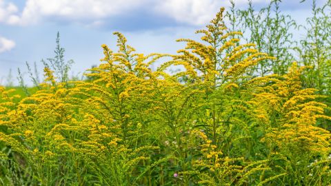 Ragweed pollen tends to peak in the fall.