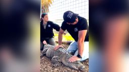 An eight-foot alligator that was stolen from a Texas zoo nearly 20 years ago returns to the facility.