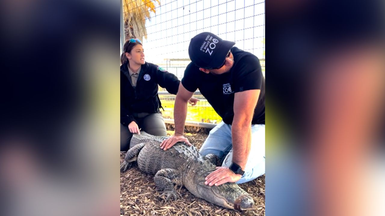 The alligator was brought to Animal World & Snake Farm Zoo, which officials say is the reptile's original home.