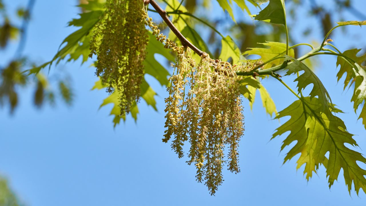 Oak trees are pumping out pollen in the Southeast, contributing to extremely high levels early in the season.