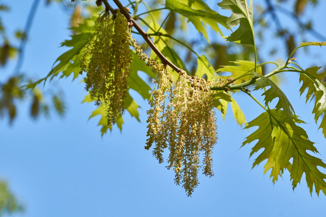 Oak trees are pumping out pollen in the Southeast, contributing to extremely high levels early in the season.